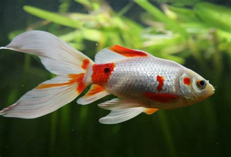 如意金魚|萬事如意~紅白玉如意 (Red and white comet goldfish)